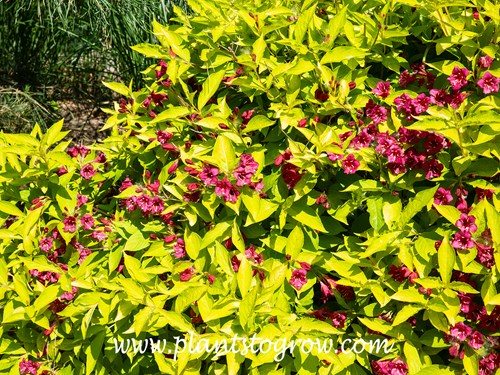 Weigela Briant Rubidor (Weigela Briant Rubidor)